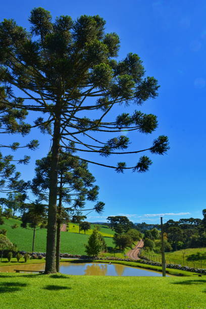 istock Beautiful landscape with pines 949157922