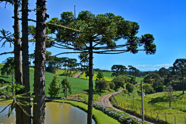 istock Beautiful landscape with pines 949158480