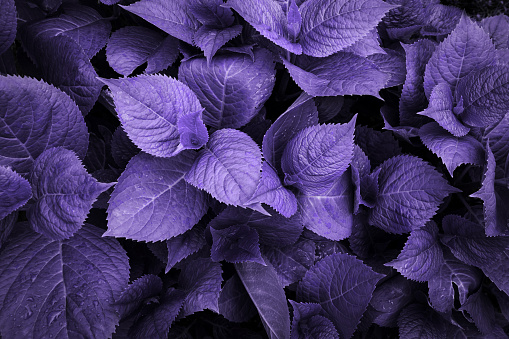 Ultraviolet toned trendy leafs of hydrangea with raindrops. View from above. Nature toned background.