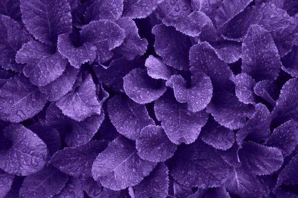 istock Ultraviolet leafs of primula with raindrops. Floral pattern. Nature background. 949158838