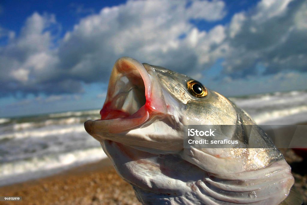 bass peces - Foto de stock de Agua libre de derechos