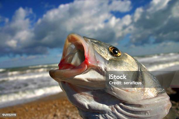 Bas Fish - zdjęcia stockowe i więcej obrazów Bez ludzi - Bez ludzi, Część, Fotografika