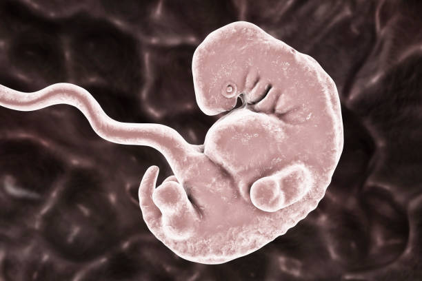 scientifiquement exacte illustration de 5 semaines embryon humain - foetus étape de fécondation humaine photos et images de collection