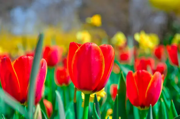 Seasonal Red Tulips, Dallas, TX