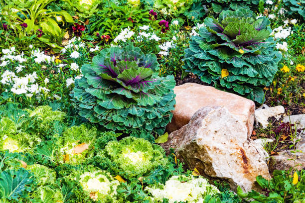 istock Decorative white and purple cabbage on a bed 949163562