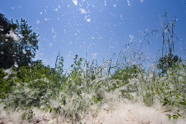 The wind spreading the flying seeds of mature weeds Seeds of a poplar tree disperse in the wind. Other images in: cottonwood stock pictures, royalty-free photos & images