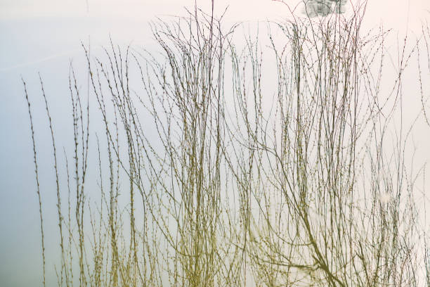 istock Morning by the lake with a willow tree 949166998