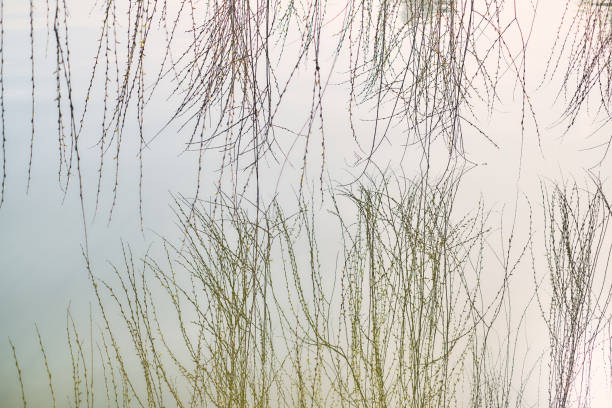 istock Morning by the lake with a willow tree 949167010