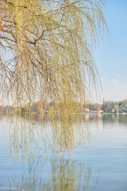 Morning by the lake with a willow tree