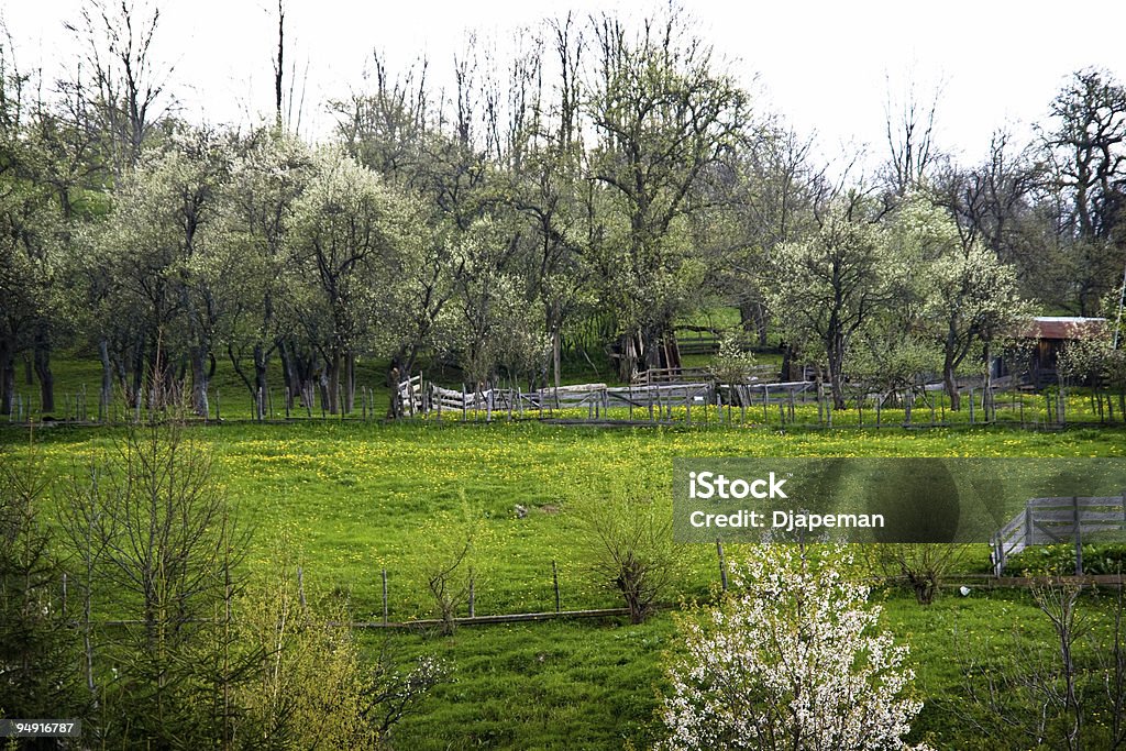 Primavera de naturaleza - Foto de stock de Agricultura libre de derechos