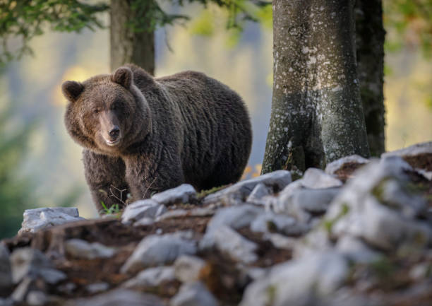 Erwachsene weibliche Braunbär – Foto