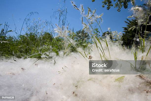 Primavera Y Alergias Foto de stock y más banco de imágenes de Polen - Polen, Álamo - Árbol, Polinización