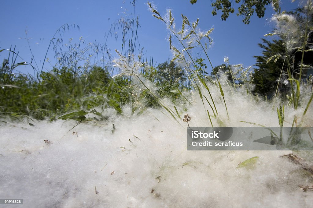 Весна и аллергические реакции - Стоковые фото Пыльца роялти-фри