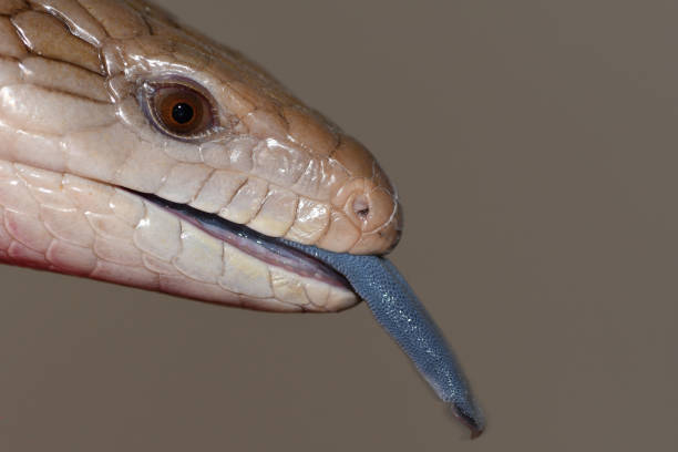 istock Blue Tongue Skink 949170652