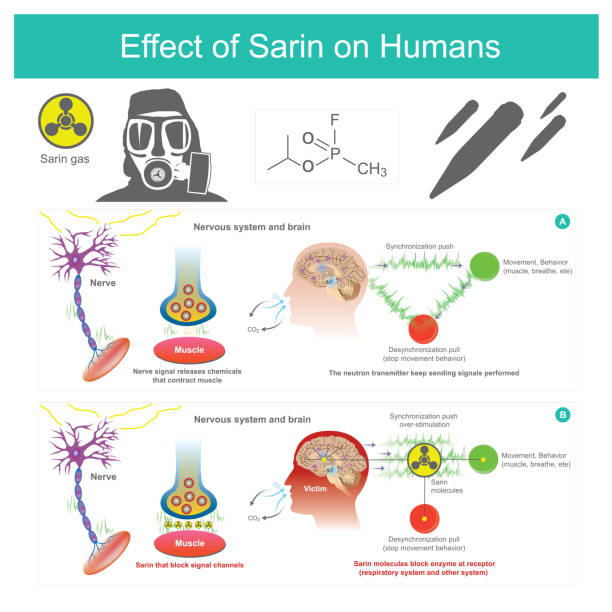 ilustraciones, imágenes clip art, dibujos animados e iconos de stock de efecto de sarin en los seres humanos. - acetylcholine
