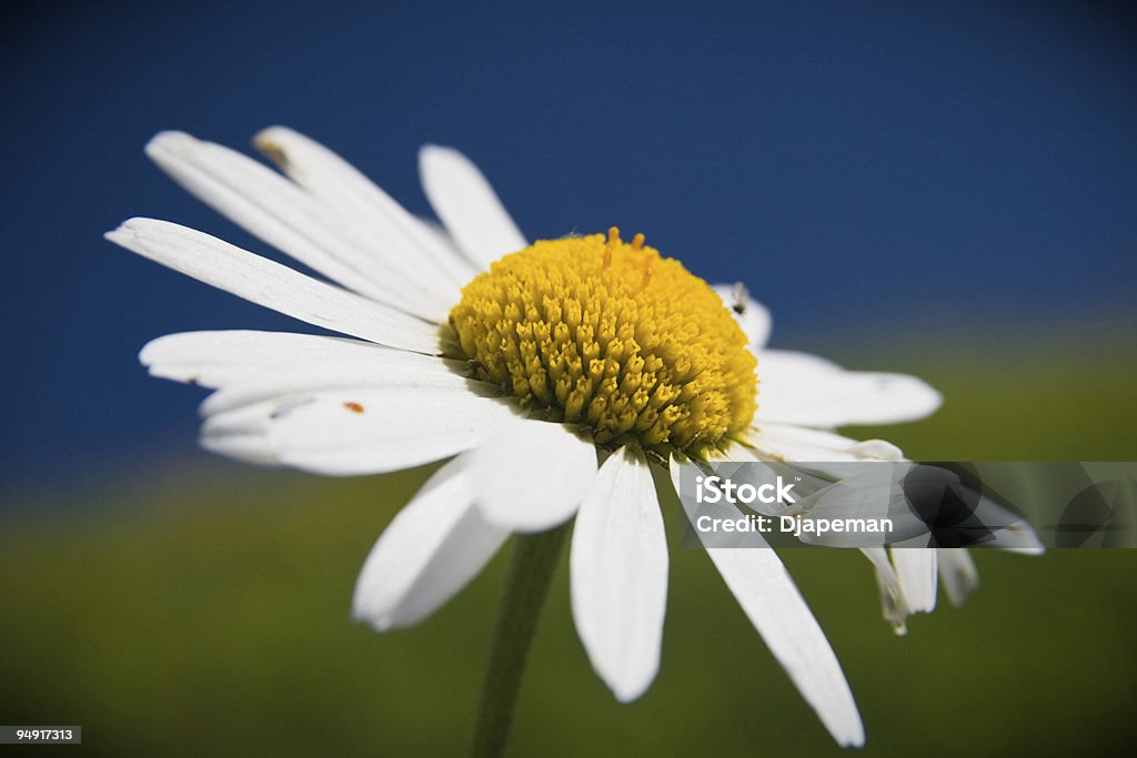 Camomile  Agricultural Field Stock Photo