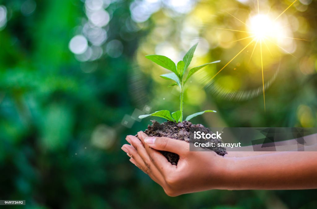 Earth Day In the hands of trees growing seedlings. Bokeh green Background Female hand holding tree on nature field grass Forest conservation concept Earth Day Stock Photo