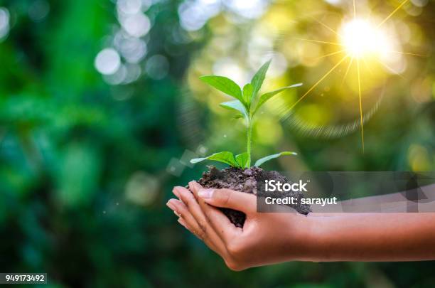 Earth Day In The Hands Of Trees Growing Seedlings Bokeh Green Background Female Hand Holding Tree On Nature Field Grass Forest Conservation Concept Stock Photo - Download Image Now