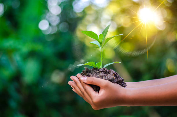 earth day in the hands of trees growing seedlings. bokeh green background female hand holding tree on nature field grass forest conservation concept - human hand water environment nature imagens e fotografias de stock