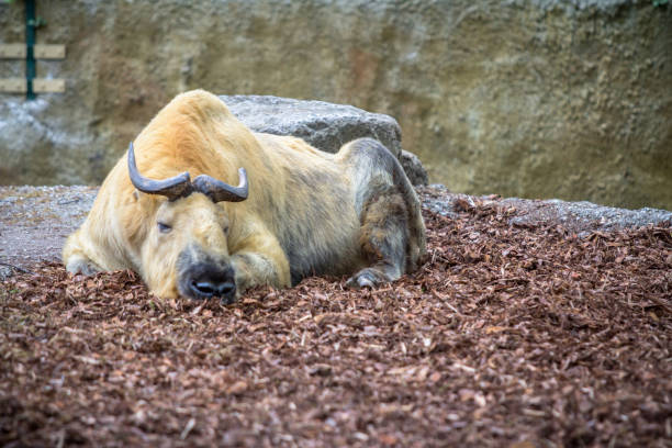 Gaur also known as Indian Bison, defecating in habitat