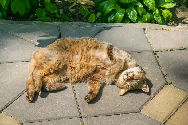 istock The cat lounges under the sun 949173864