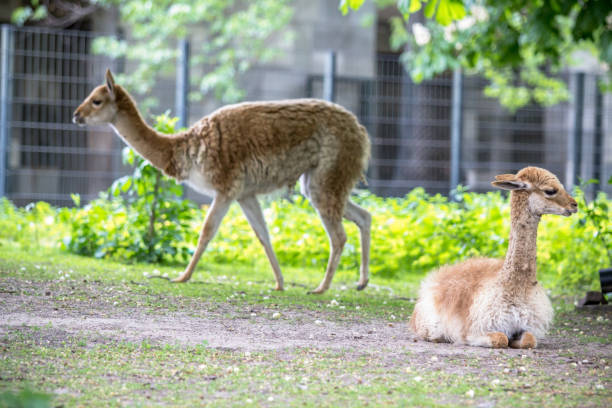 istock Vicuna (Vicugna) in a Zoo, Berlin 949174504