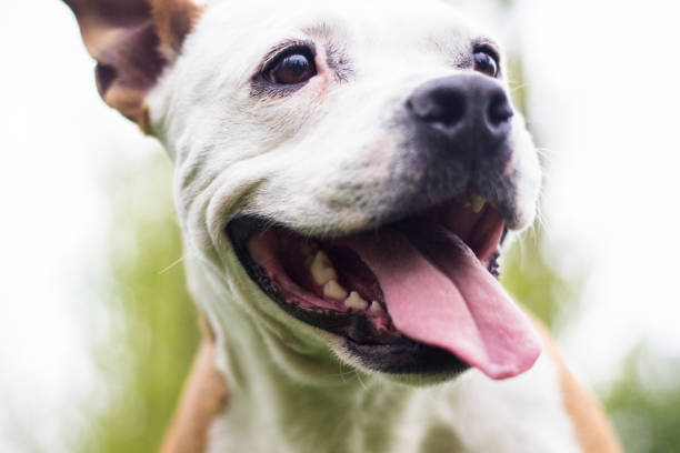 istock Happy Dog Portrait 949174688