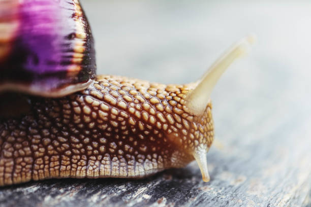 istock One snail on the natural background, macro view.  Big beautiful helix with spiral shell. 949174808