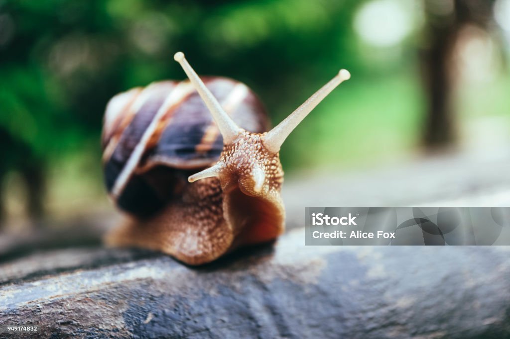 One snail on the natural background, macro view.  Big beautiful helix with spiral shell. Escargot Stock Photo