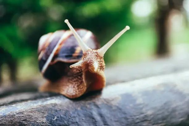 Photo of One snail on the natural background, macro view.  Big beautiful helix with spiral shell.