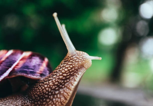 istock One snail on the natural background, macro view.  Big beautiful helix with spiral shell. 949174858