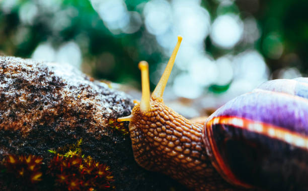 istock One snail on the natural background, macro view.  Big beautiful helix with spiral shell. 949175094