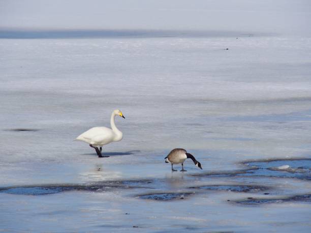 istock Love of swans 949177846