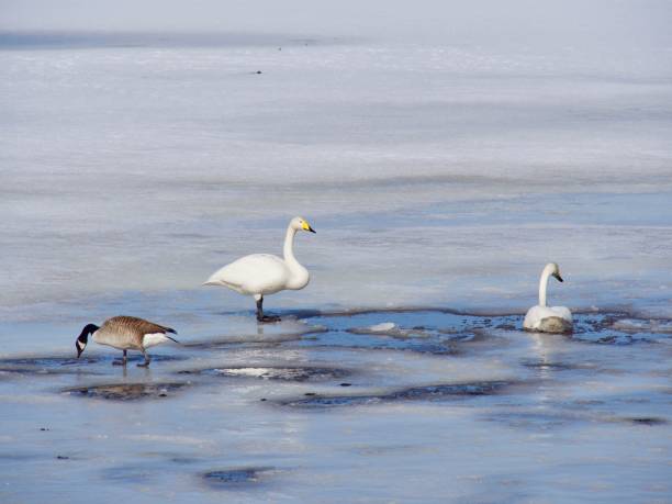 istock Love of swans 949177870