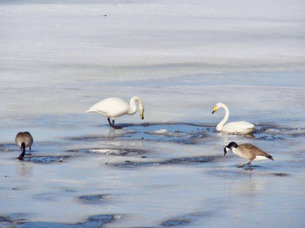 istock Love of swans 949177900