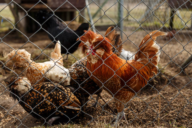 istock Cockerel with hens in the cage 949178270