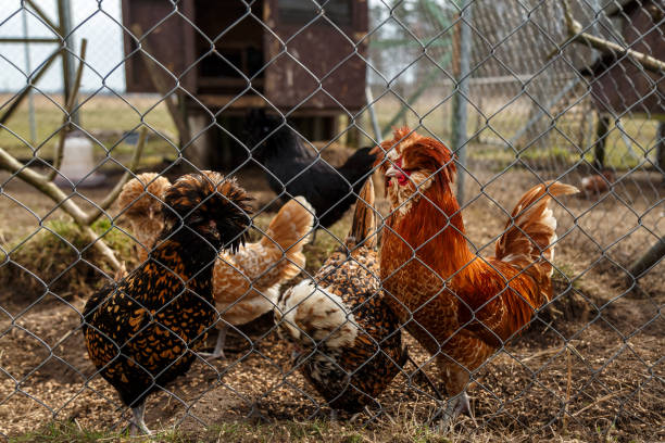 istock Cockerel with hens in the cage 949178290