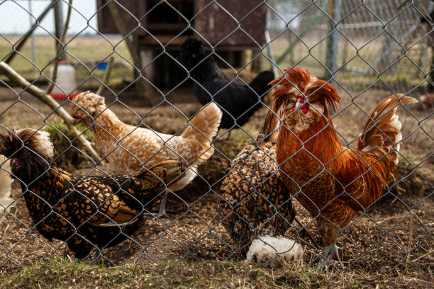 istock Cockerel with hens in the cage 949178296