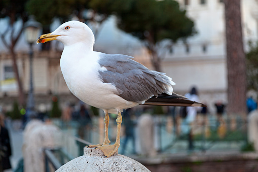 The yellow-legged gull (Larus michahellis), sometimes referred to as western yellow-legged gull (to distinguish it from eastern populations of yellow-legged large white-headed gulls), is a large gull of Europe, the Middle East and North Africa, which has only recently achieved wide recognition as a distinct species.