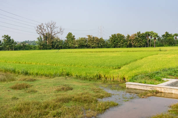 istock A greenery paddy farming ready for harvesting with lots of trees view. 949182858
