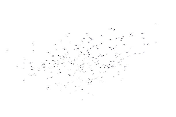 istock Flock of birds isolated on a white background 949183260