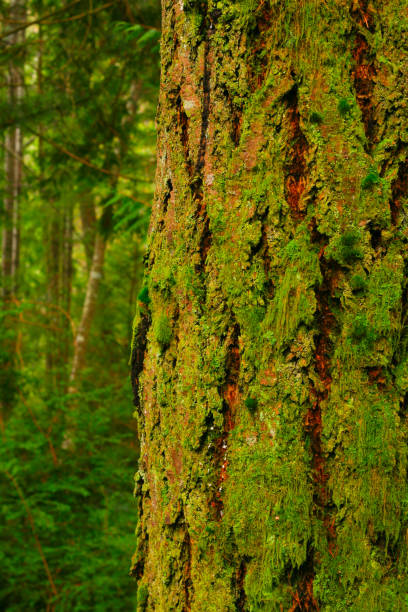 istock Pacific Northwest forest and Douglas fir trees 949183428