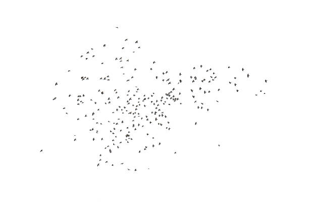 istock Flock of birds isolated on a white background 949183940