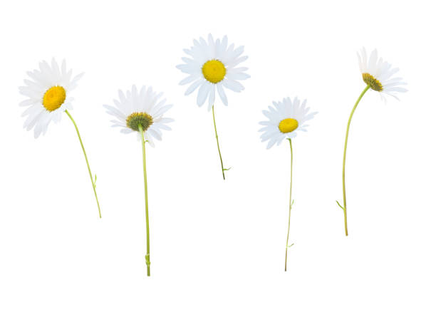 istock Daisy white yellow flowers in different positions 949186024