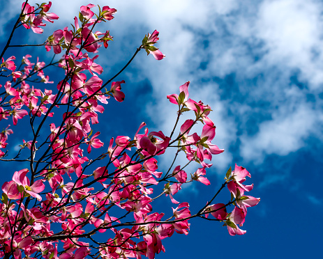 Pink Dogwood Blooms against a blue sky and white cloud