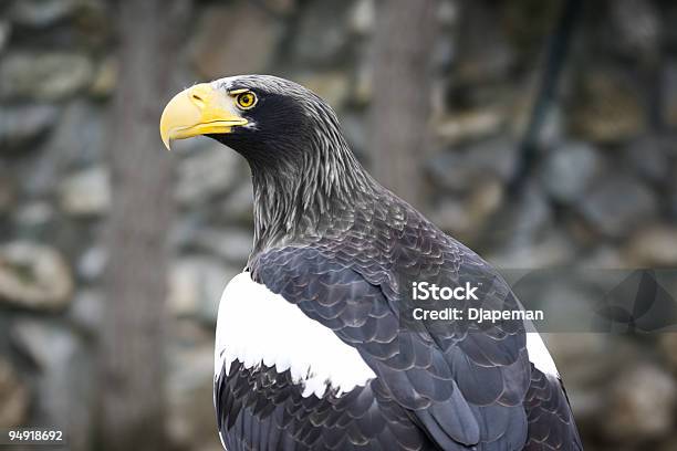 Foto de Eagle Visual e mais fotos de stock de Animais de Safári - Animais de Safári, Animal, Animal selvagem