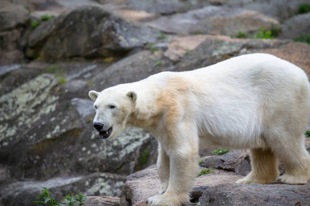 istock Polar Bear at the Berlin Zoo in Germany 949186940