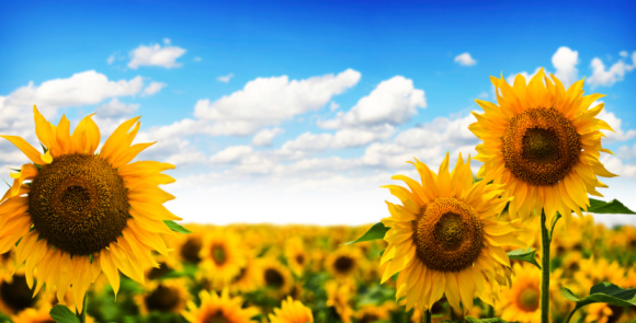 A sunflower field overlooking other fields