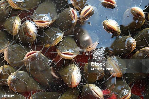 Fishies - Fotografie stock e altre immagini di Pesce - Pesce, Folla, Siluriformes