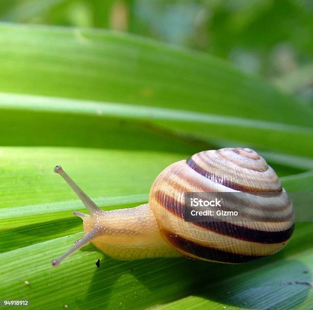 Pequena Caracol - Fotografias de stock e mais imagens de Caracol - Gastrópode - Caracol - Gastrópode, Cor verde, Câmara lenta